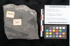 Foto (Objekt + Etikett) von Dictyophyllum obtusilobum Sch. (NHMW-GEO-2024-0188-10502)